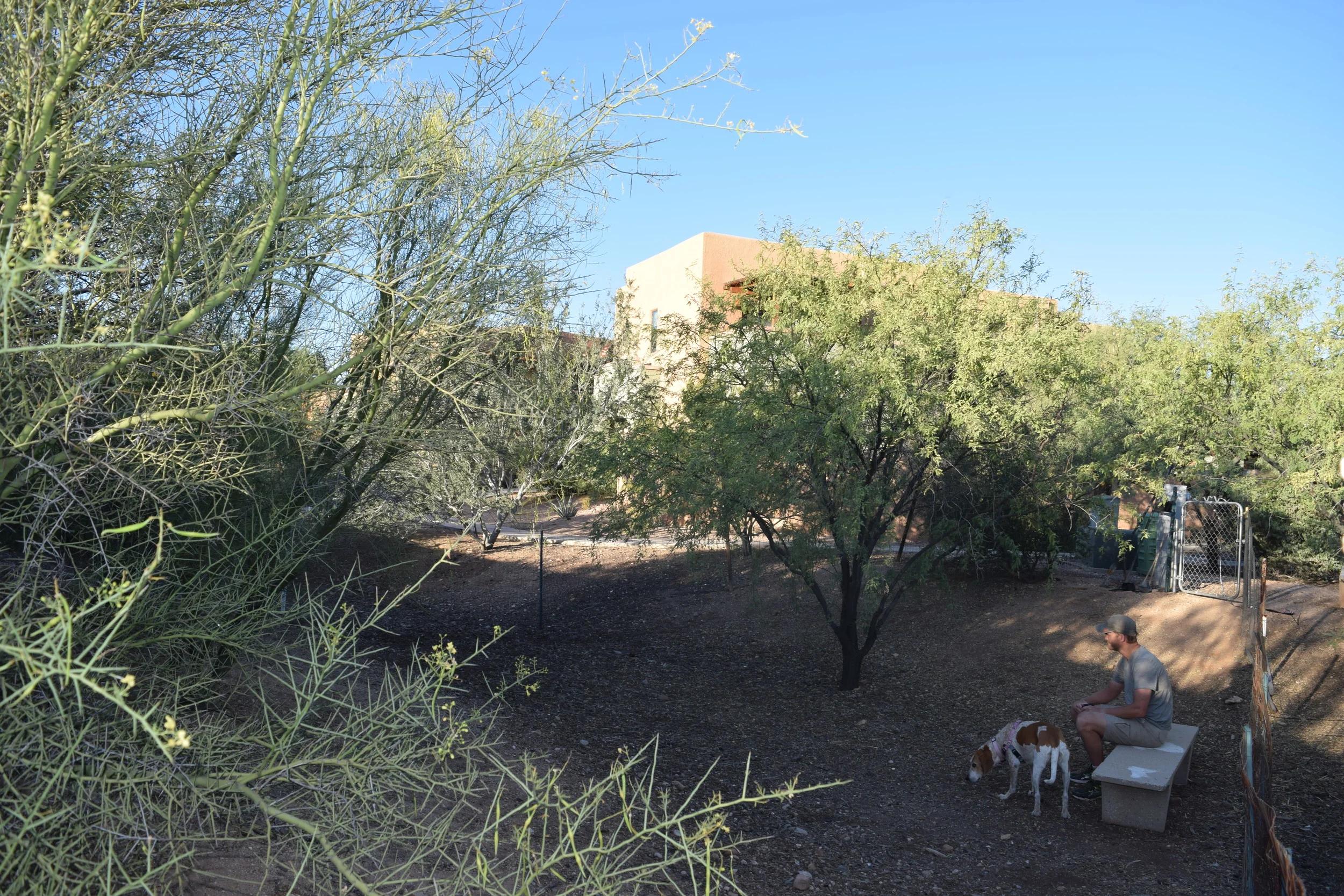 Dog Run